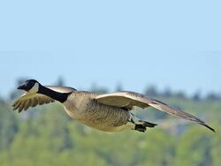 Goose Flying Picture
