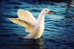 Goose Ready to Fly from Water