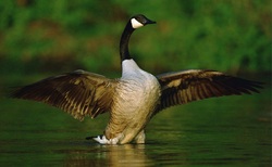 Goose Ready To Fly Pic