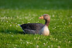 Goose Sitting on Grass 4K Photography