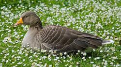 Goose Sitting on Grass