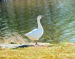 Goose Standing Near Lake