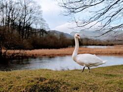 Goose Standing Near River