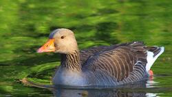 Goose Swimming in Lake