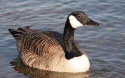 Goose Swimming on Lake