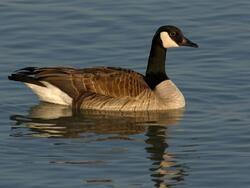 Goose Swimming Pic