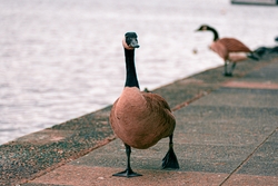 Goose Walking Near River