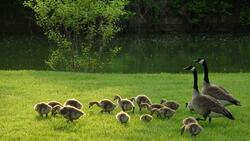 Goose with Cute Child Amazing Image