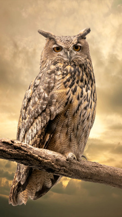 Graceful Brown Owl Bird