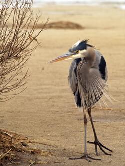 Gray and Black Crane Bird in Wilderness