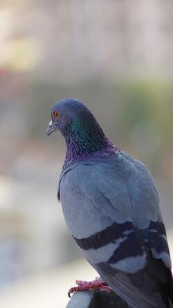 Gray Indian Pigeon Mobile Photo