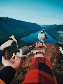 Gray Jay Bird Sitting on Hand