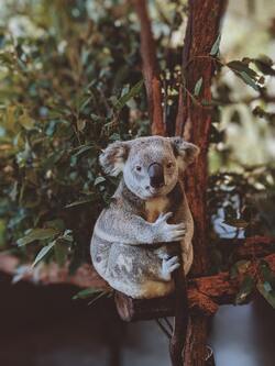 Gray Koala on Tree Mobile Wallpaper