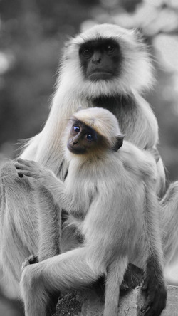 Gray Langur Monkey Photo