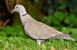 Gray Pigeon Bird Photo