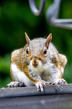 Gray Squirrel Sitting on Tree Branch in Forest