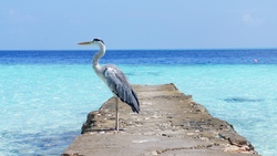 Great Blue Heron HD Bird Photo