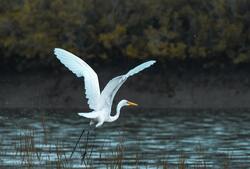 Great Egret Bird Flying Above River