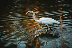 Great Egret Birds on Water