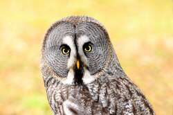 Great Grey Owl Close Look Pic 4K