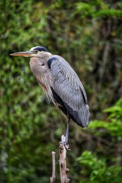 Great Heron Bird Standing on Tree Stick