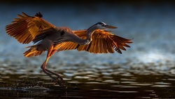 Great Heron Bird Takeoff