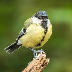 Great Tit Bird Sitting on Tree