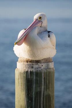 Great White Pelican Bird on Wooden Post