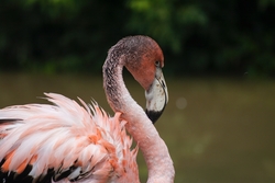 Greater Flamingo Bird Close Up Photo