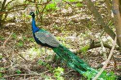Green And Blue Peacock in Forest