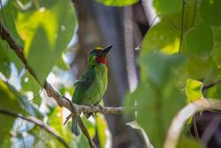 Green Bee Eater on Tree Branch