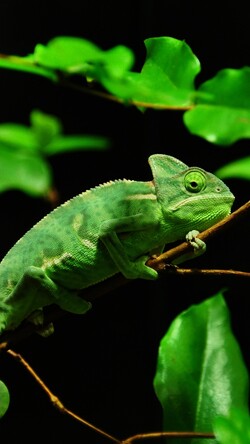 Green Chameleon Madagascar in Green Leaves