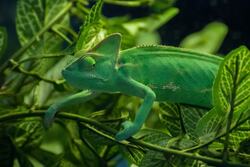 Green Chameleon Wallpaper