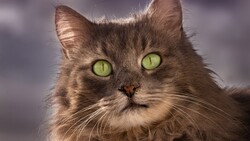 Green Eye of Cat Image 5K