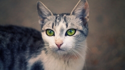 Green Eye of Cute Cat HD Wallpaper