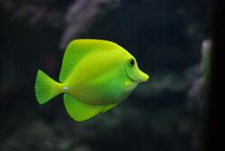 Green Fish Image