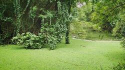 Green Forest and Lake Pic