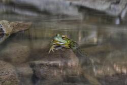 Green Frog in Water