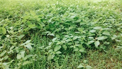 Green Grass with Plant