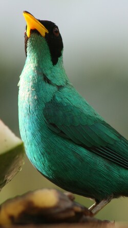 Green Honey Creeper