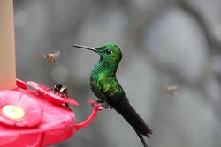 Green Hummingbird Desktop Wallpaper
