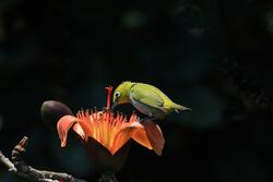 Green Hungry Bird