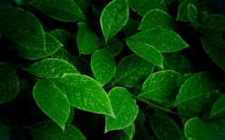 Green Leaf Background Image