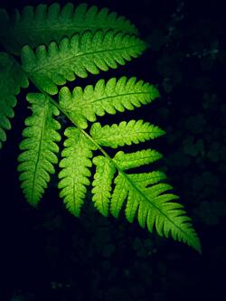 Green Leaf Close up Photography