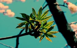 Green Leaves on Tree