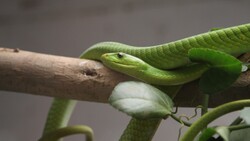 Green Mamba Snake HD Wallpaper