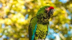 Green Parrot Bird Desktop Background Wallpaper
