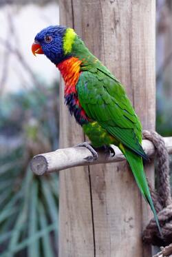 Green Parrot Bird Image