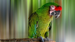 Green Parrot Bird Photo