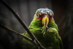 Green Parrot Bird Wallpaper